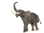 gif-animaux%20(241)[1]
